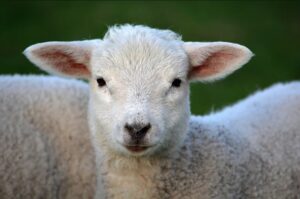 Lamb